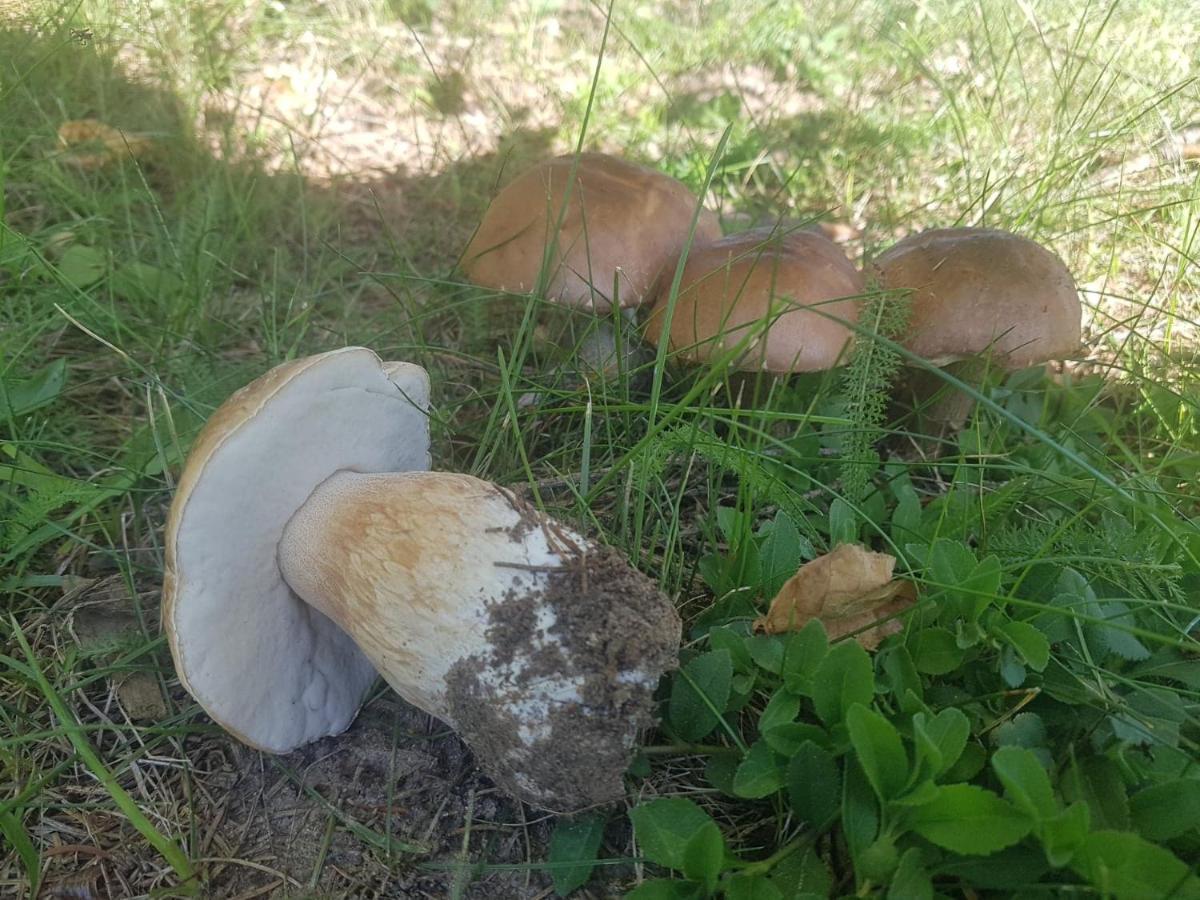 Kurnik Polski Agroturystyka Tykocin Εξωτερικό φωτογραφία