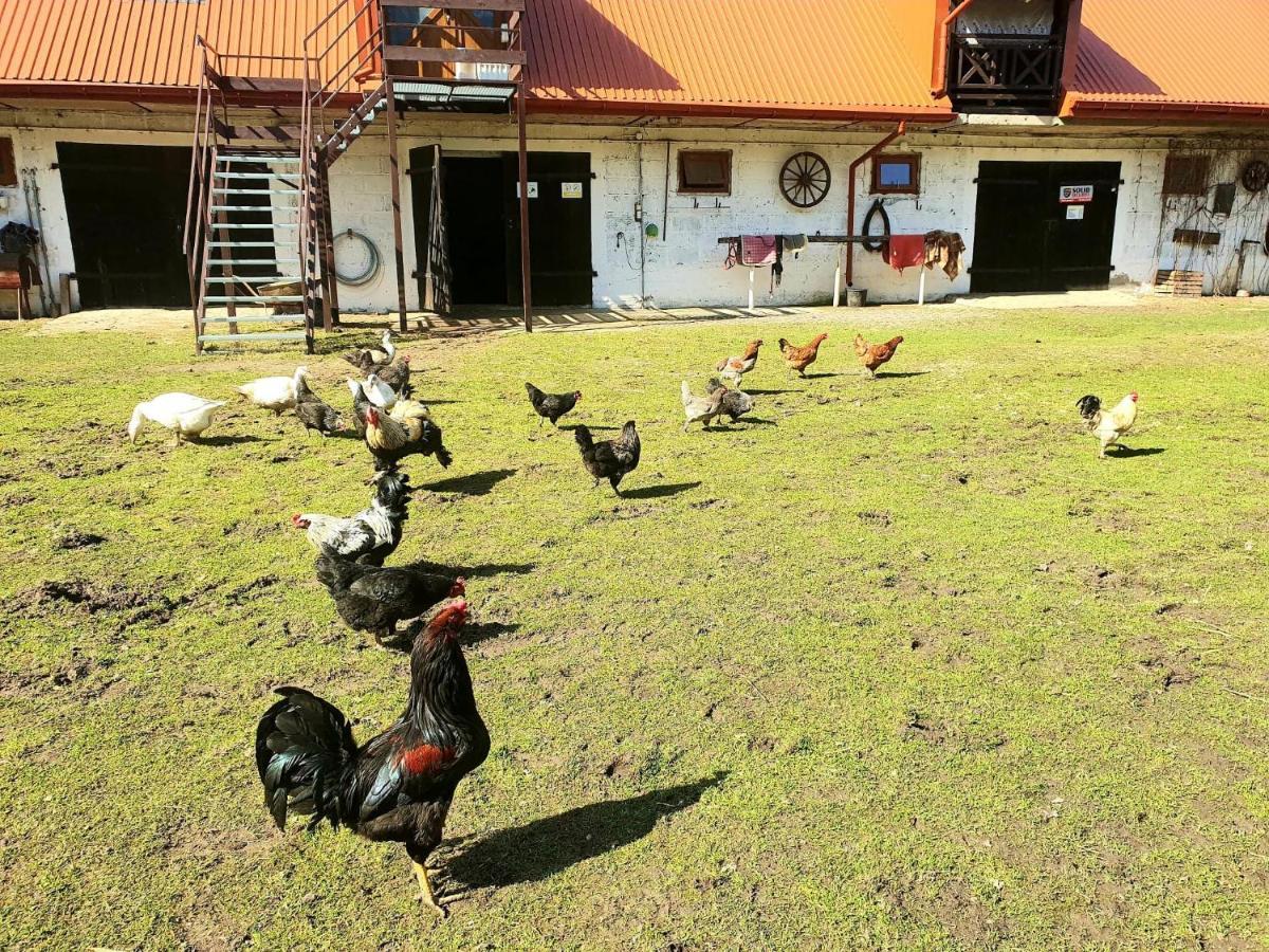 Kurnik Polski Agroturystyka Tykocin Εξωτερικό φωτογραφία
